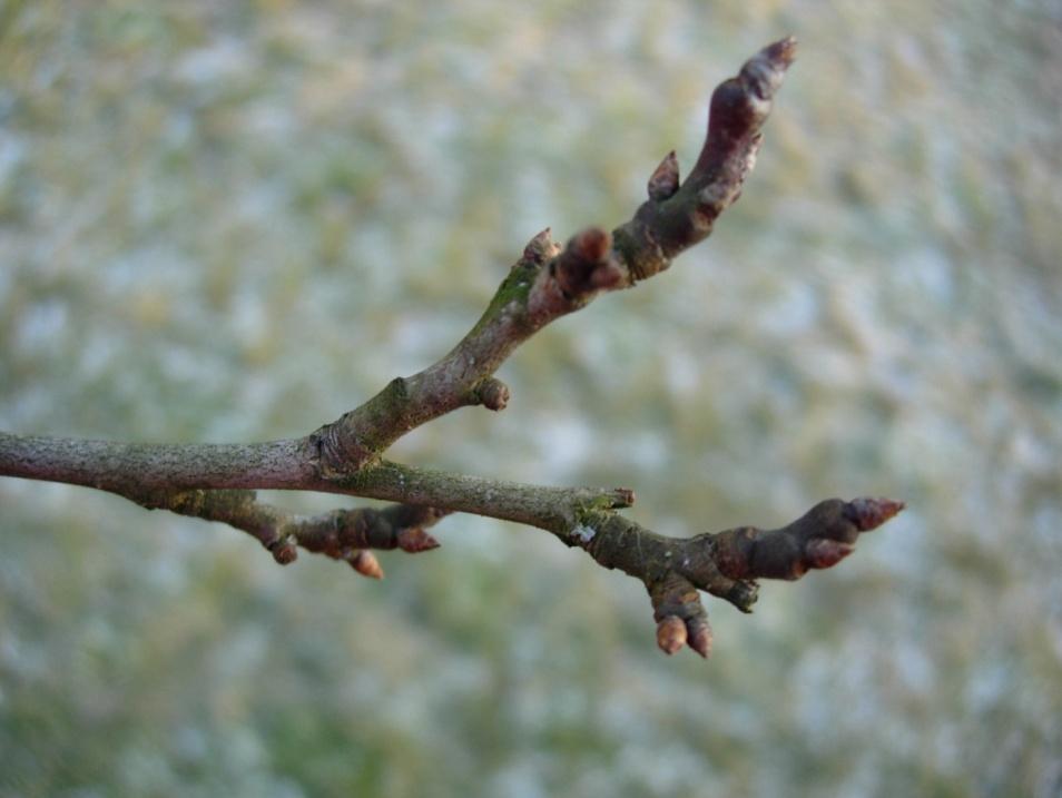 Prunus domestica 38 Plommon Luumu Grenarna kan ha