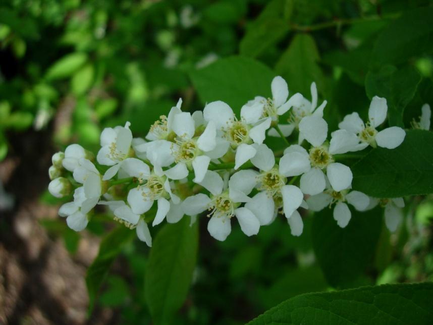 Prunus padus 40 Hägg Tuomi Barken är brun med