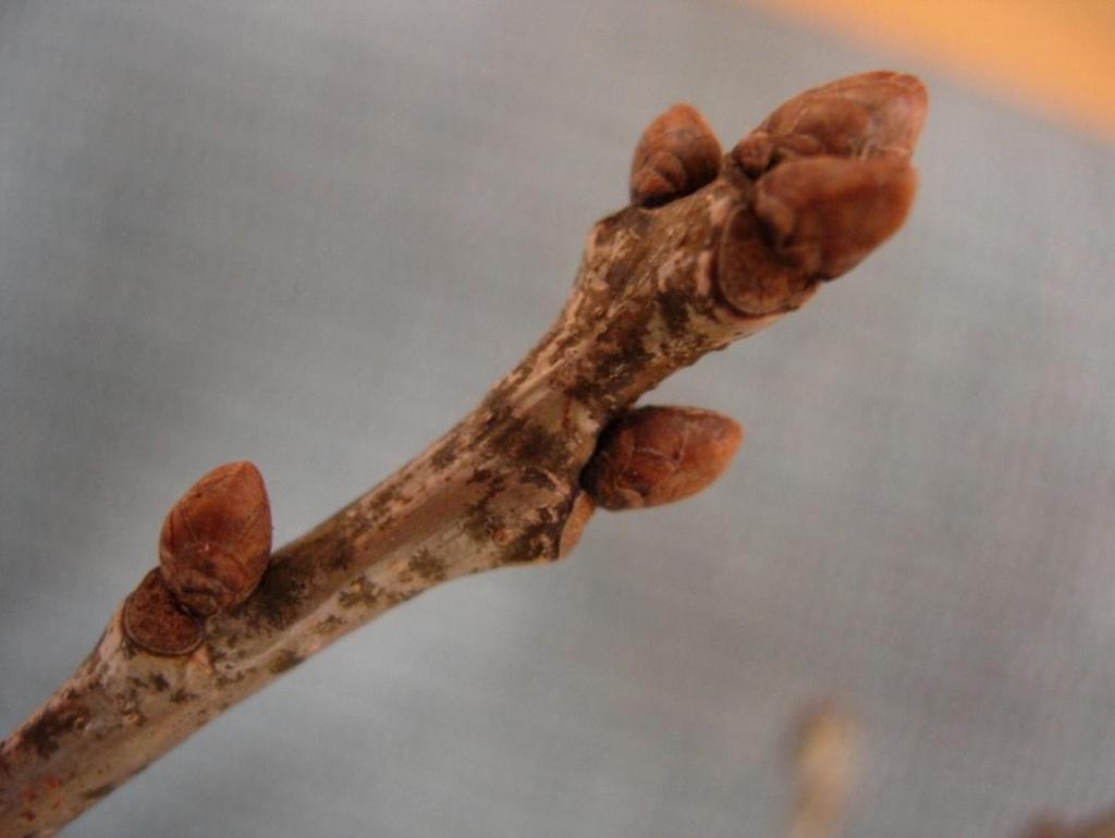 Quercus robur 42 Ek Tammi Vinterknopparna sitter strödda och