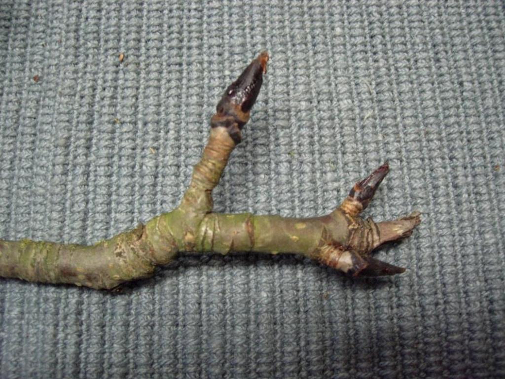 Sorbus americana 47 Amerikansk rönn Amerikanpihlaja Jämfört med den vanliga rönnen (S.