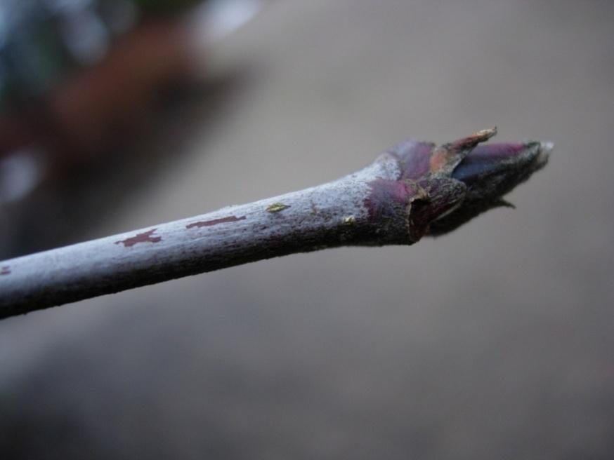 Sorbus hybrida 49 Oxelrönn, finnoxel Suomenpihlaja Vinterknopparna är
