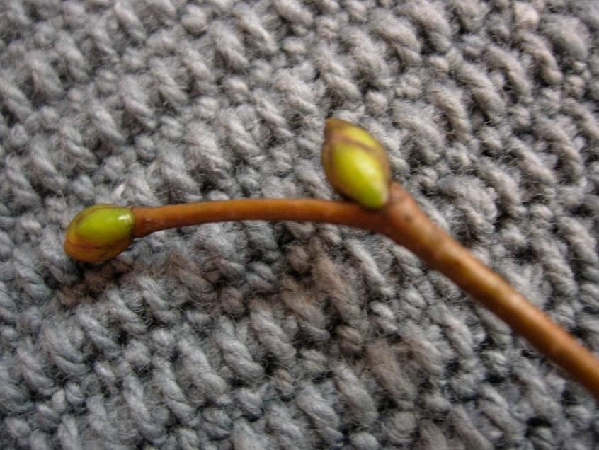 Tilia cordata 51 Lind Metsälehmus
