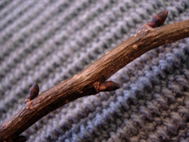 Ulmus glabra 53 Skogsalm