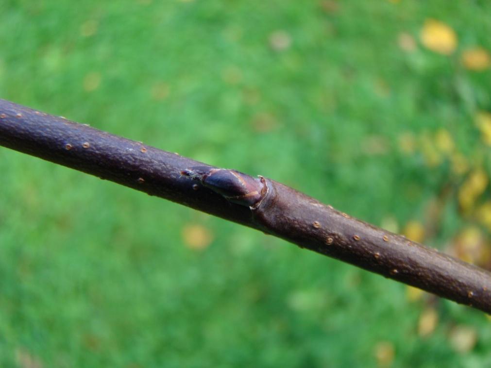 Amelanchier alnifolia 55 Bärhäggmispel Marjatuomipihlaja Nya skott är rödbruna med korkporer