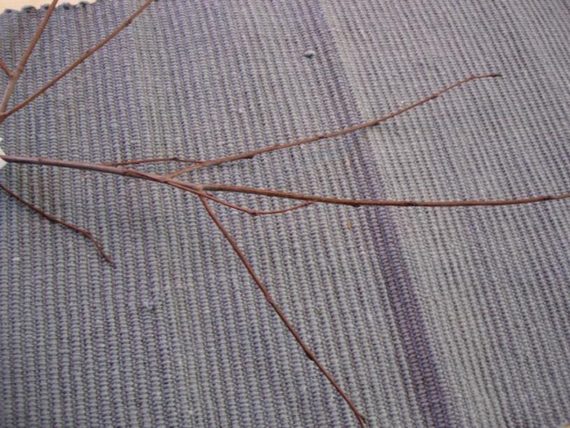 Amelanchier spicata 57 Häggmispel