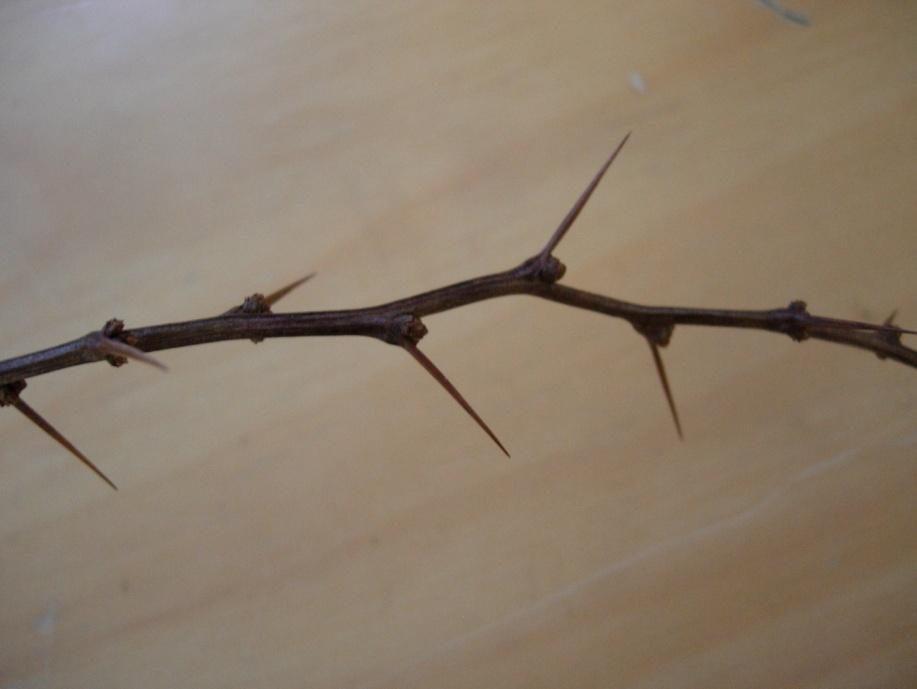 Berberis thunbergii 59 Häckberberis