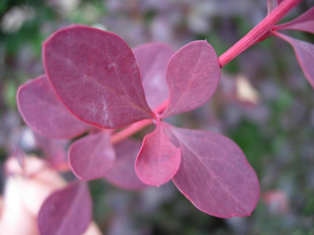 Berberis thunbergii Atropurpurea 60 Röd häckberberis Purppurahappomarja Röd