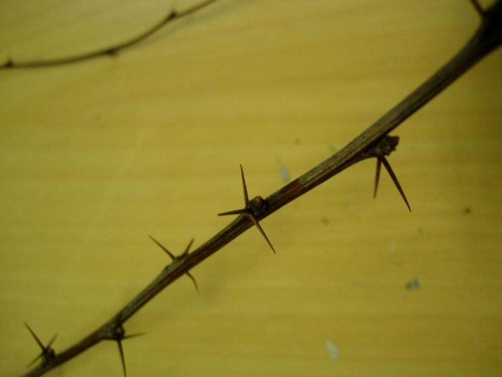 Berberis x ottawensis Superba 61 Holländsk blodberberis