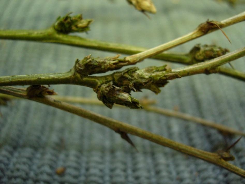 Caragana arborescens 62 Sibirisk ärtbuske Siperianhernepensas Barken är