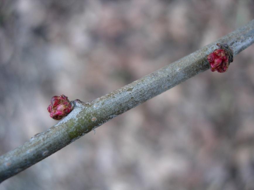 Chaenomeles japonica 63 Liten rosenkvitten