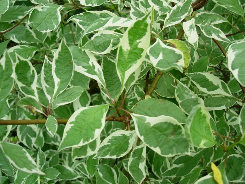 Cornus alba Sibirica Variegata 65 Brokbladig kornell
