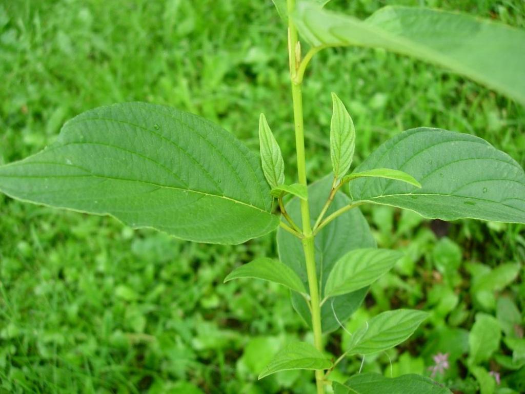 Cornus alba ssp.