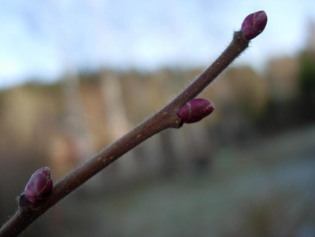 Corylus avellana 67 Hassel Pähkinäpensas Årsskotten är håriga med brun bark och
