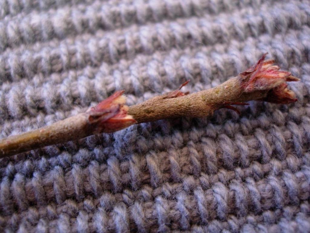 Cotoneaster integerrimus 68 Tyskt oxbär Euroopantuhkapensas