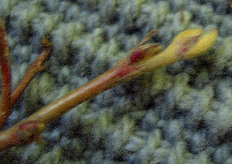 Cotoneaster lucidus 69 Häckoxbär Kiiltotuhkapensas
