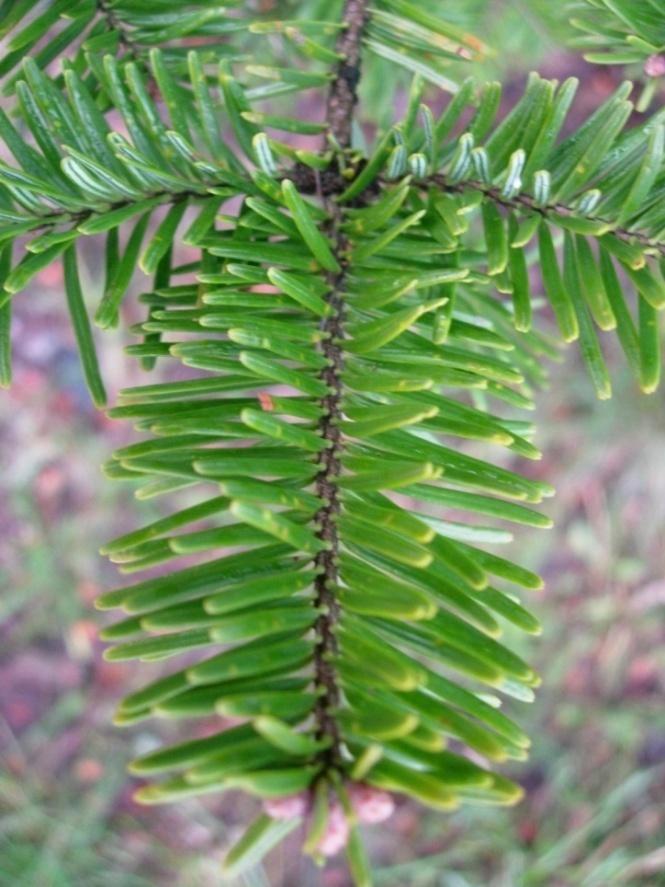 Abies balsamea 1 Balsamgran Palsamipihta Knopparna är runda och trubbiga.