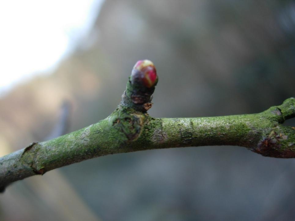Crataegus x media Paul s Scarlet