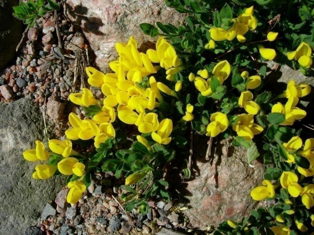 Cytisus decumbens 72 Krypginst Suikerovihma En krypande
