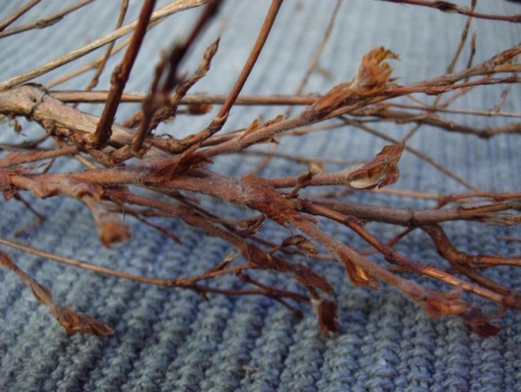 Dasiphora fruticosa 73 Ölandstok Pensashanhikki Grenarna är mycket förgrenade och har rödbrun