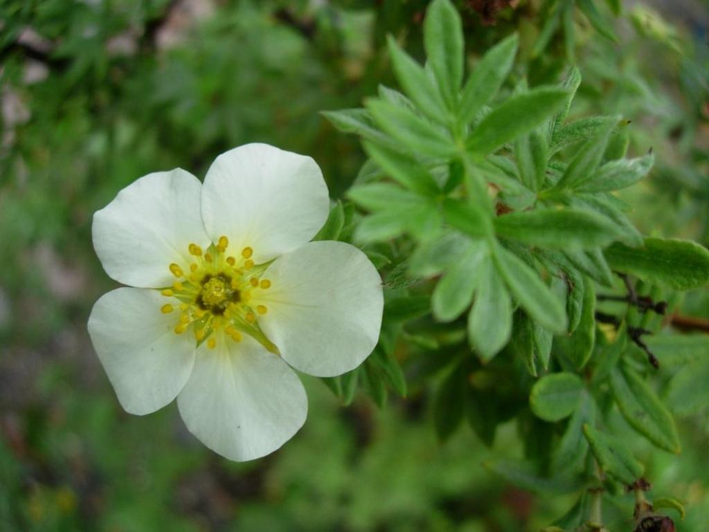 Vinterskotten är risiga och ser skräpiga ut då blomrester sitter länge kvar.