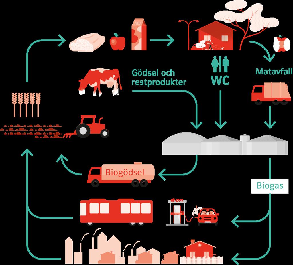Biogasens kretslopp = Cirkulär ekonomi Ökad användning av biogas skapar förutsättningar för att ta hand om mer skånskt restavfall
