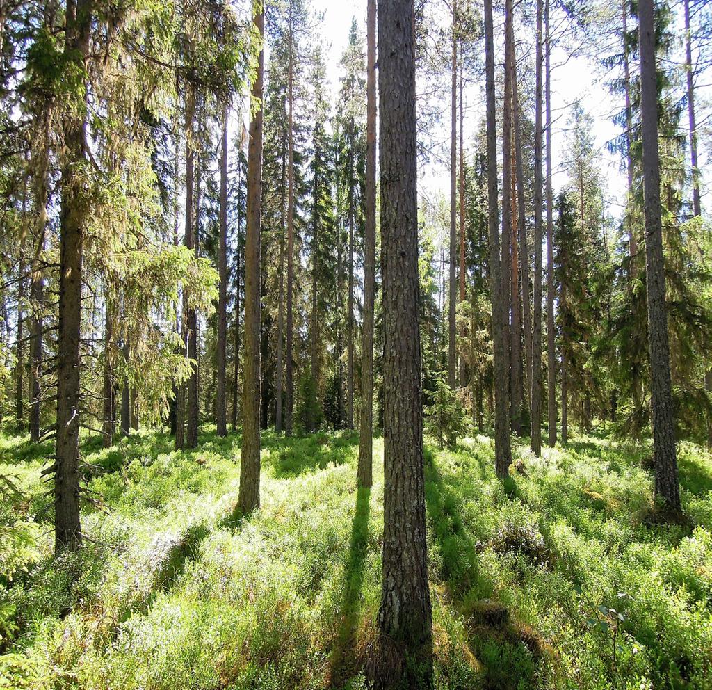 Skogsfastigheter i Antnäs Två skogsfastigheter inom Antnäs skifteslag. Skogar i alla åldersklasser med såväl fina äldre skogar som växtliga ungskogar. Jakträtt i Antnäs jaktklubb medföljer.
