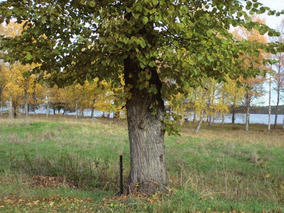 Vad gäller här? Rivningslov behövs för att Riva byggnad eller del av byggnad.