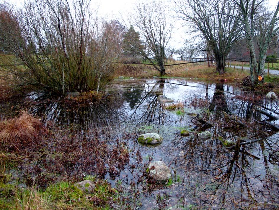 Inledning En population av större vattensalamander förekommer i en äldre damm i Gränbyparken i Uppsala (fig. 1, dammens placering se fig. 2). Arten är en s.k. Natura 2000-art, vars skydd regleras av Artskyddsförordningen.