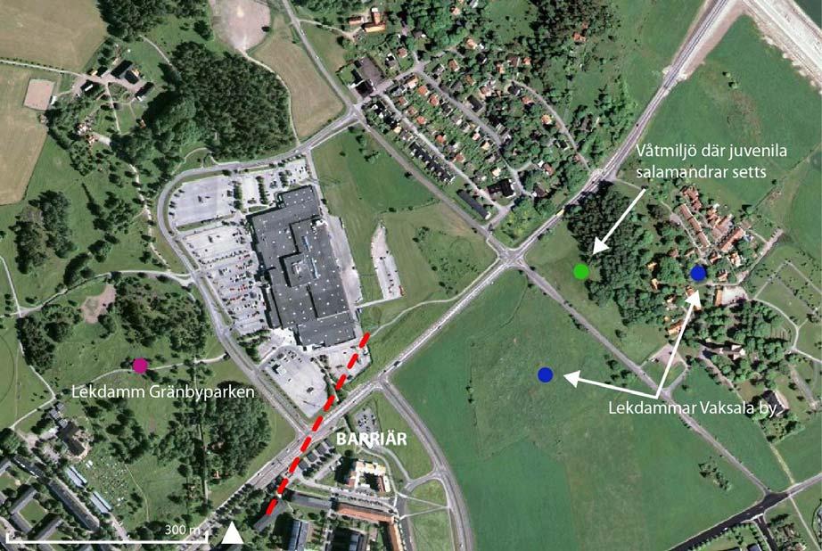 Larver och juvenila har inte täcks in i inventeringarna eftersom infångstmetoden inte varit avsedd för larver/ inventeringarna skett under lekperioden då det ännu inte finns några larver samt att