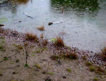 Figur 6. De nyanlagda dammarna har ännu inte koloniserats av vegetation så som önskats. Figur 7.