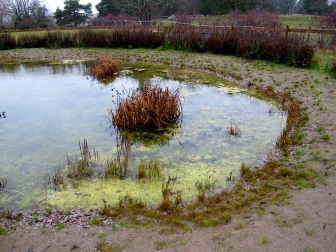 2010 togs sälgar ned längs kanten på originaldammen för att öka solinstrålning. Kring de tre nya dammarna gjordes försök att etablera ängsvegetation men kolonisationen var mycket låg.