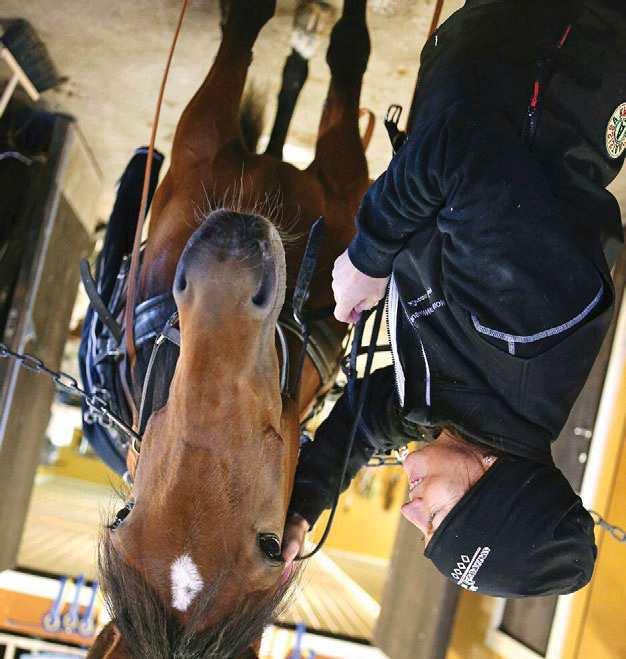 Vi siktar på Olympiatravet och de lite större loppen, men det är upp till hästen att visa att han