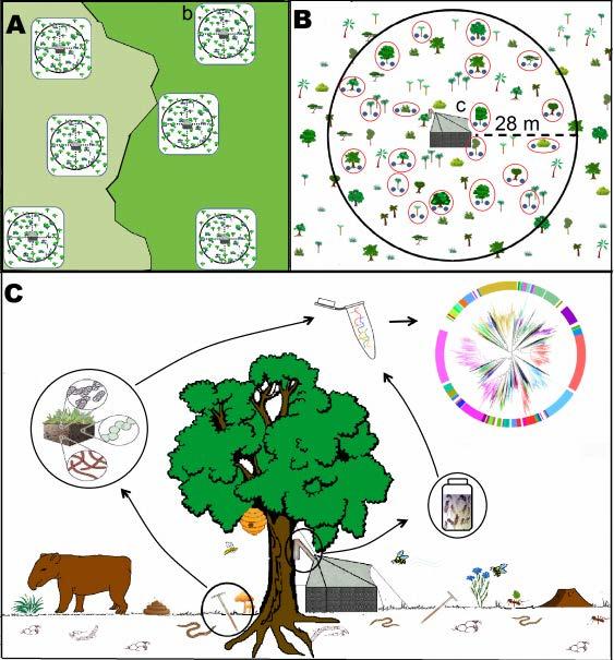 SAMPLING AND METHODOLOGY Metazoans Bacteria and Archaea Microbial eukaryotes Fungi Plants