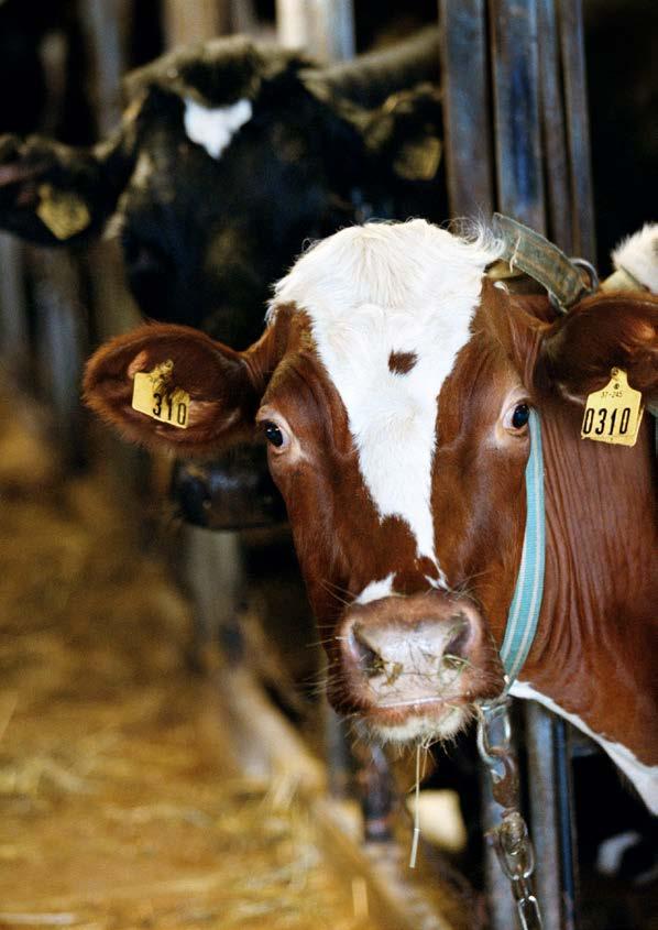 36 KLIMATFÖRÄNDRINGAR I NORRBOTTENS LÄN 37 6.3 Hur påverkas jordbrukets produktion? Generellt bedöms klimatförändringarna innebära att jordbrukets produktion ökar i Norrbotten.