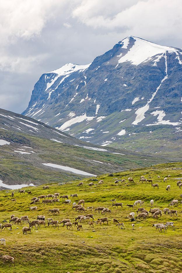 50 KLIMATFÖRÄNDRINGAR I NORRBOTTENS LÄN RENNÄRING 51 8 Rennäring Renskötseln är en samisk näring som i Sverige är förbehållen samerna.