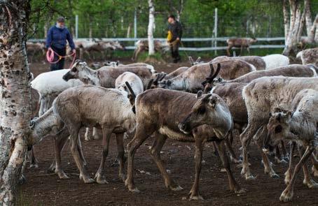 56 KLIMATFÖRÄNDRINGAR I NORRBOTTENS LÄN RENNÄRING 57 dvs. mängden av levande grön växtlighet.