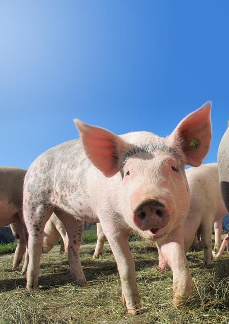 Svinkött och svinköttsprodukter Livsmedelssäkerhet, djurens välmående och hälsa Salmonellafrihet, användning av antimikrobiella läkemedel, svansbitning Krav på att tillhöra