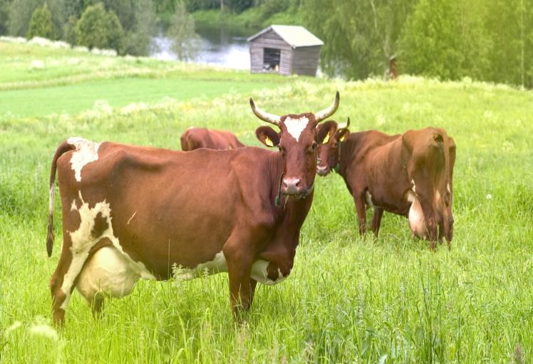 Nötkött och nötköttsprodukter Livsmedelssäkerhet, djurens välmående och hälsa Salmonellafrihet, begränsad användning av antimikrobiella läkemedel (inkl.