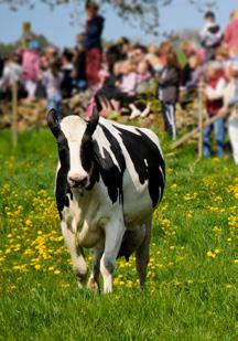 PROTEINRIKA MEJERIPRODUKTER VIKTIGT FÖR ÄLDRE Protein är viktigt för alla, inte minst för de som är äldre.