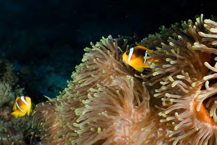 Reven med dess både mjuka och hårda koraller är förstås bara en liten del av nöjet - artrikedomen, färgerna på allt marint liv gör det enkelt att dyka här om och om igen utan att bli mätt.
