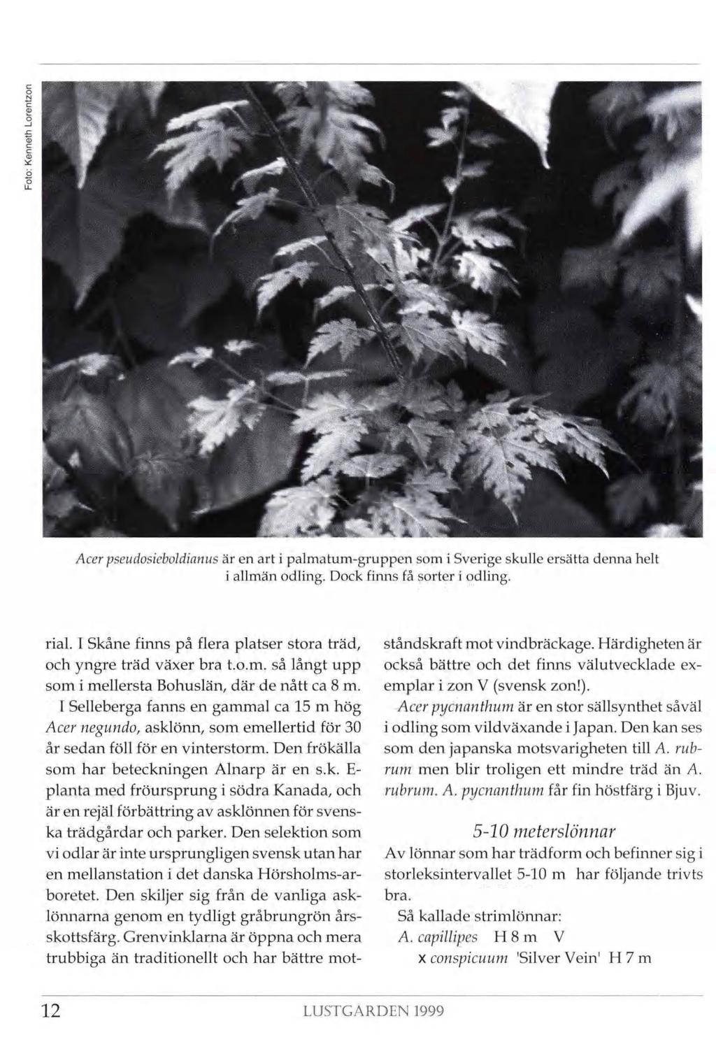 I g f ii -, 1\ i.- m i & PT %/ ' Tv.. u *1 Acer pseudosieboldiartus är en art i palmatum-gruppen som i Sverige skulle ersätta denna helt i allmän odling. Dock finns få sorter i odling. rial.