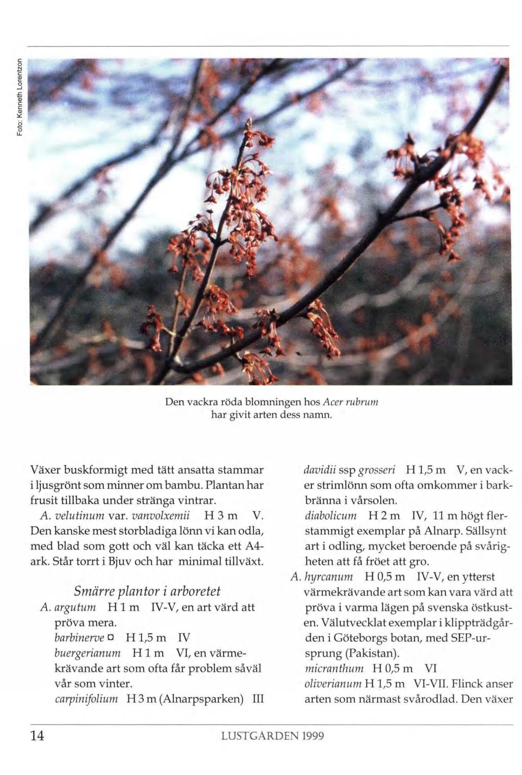 1 -Æ I I P i».... f - MS V «h wû r Jif;1 * i s I à *, Au si. Sfet.1 4* *ip Den vackra röda blomningen hos Acer rubrum har givit arten dess namn.