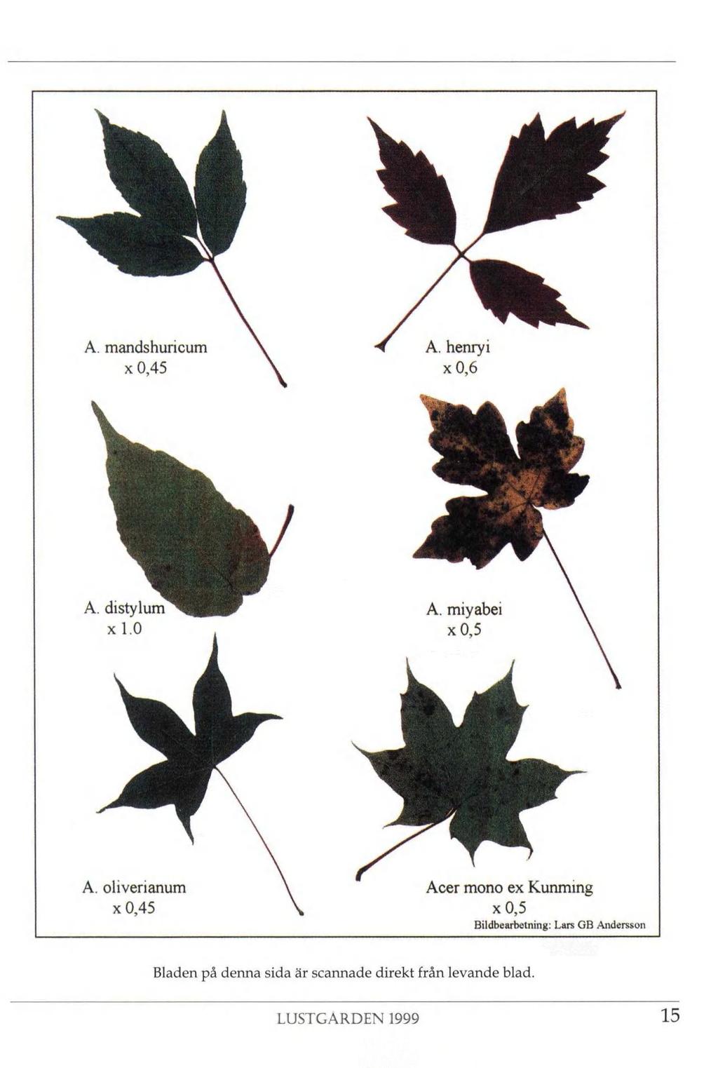 Nf A. mandshuricum \ < A. henryi x 0,45 \ x 0,6 % A. distylum A. miyabei x 1.0. x 0,5 A.