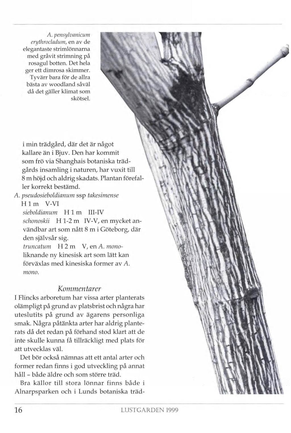 ' A. pensylvanicum erythrocladum, en av de elegantaste strimlönnarna med gråvit strimning på rosagul botten. Det hela ger ett dimrosa skimmer.