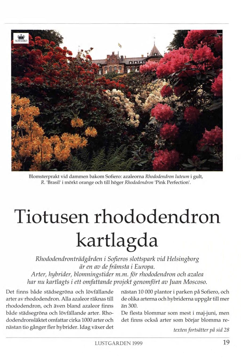 w SOFIERO få vgp \.-.ism ål,,-j >;. T wk Ä;. s - 51 Blomsterprakt vid dammen bakom Sofiero: azaleorna Rhododendron luteum i gult, R. Brasil1 i mörkt orange och till höger Rhododendron Pink Perfection.