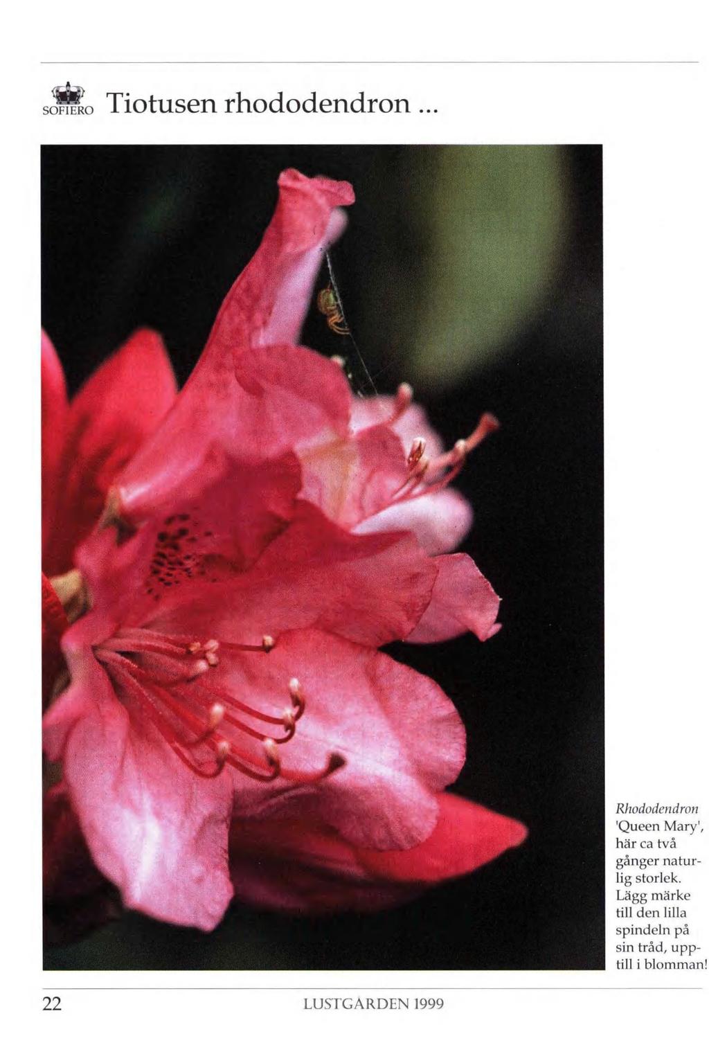 wl»> solo Tiotusen rhododendron.