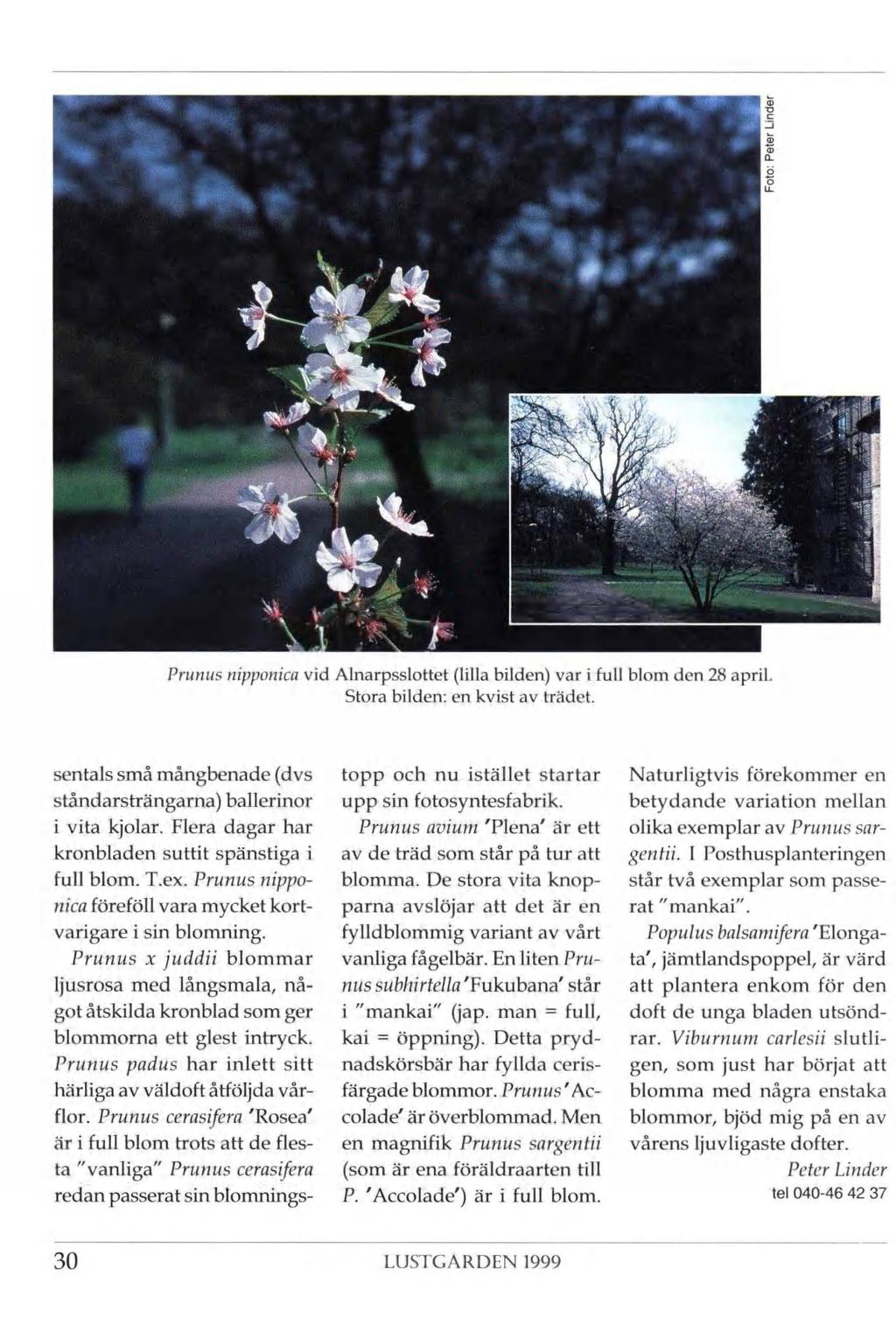 ' li Ji I L Ti ory i, x i i f Prunus nipponica vid Alnarpsslottet (lilla bilden) var i full blom den 28 april. Stora bilden: en kvist av trädet.