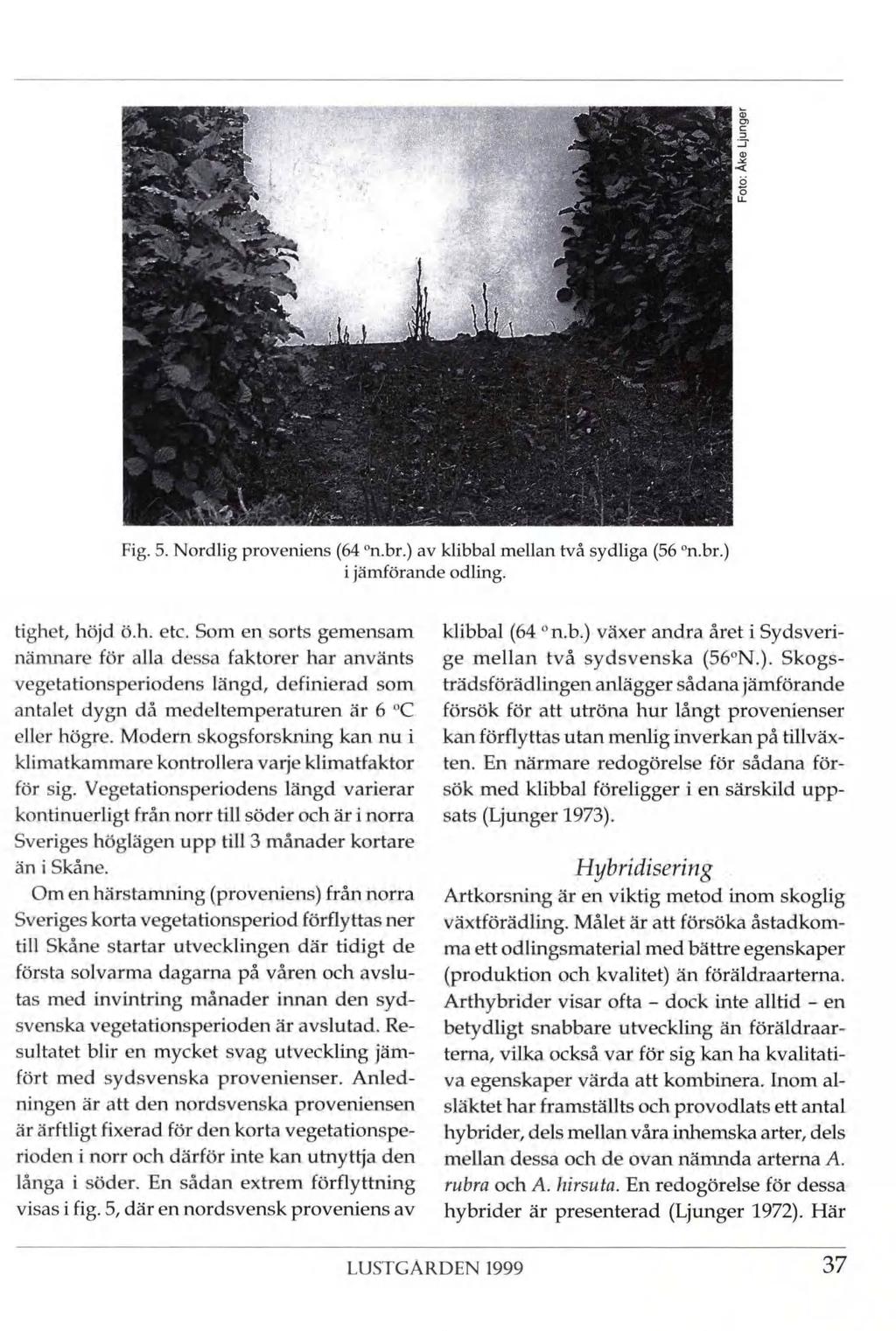 0 II II i. f i am Fig. 5. Nordlig proveniens (64 n.br.) av klibbal mellan två sydliga (56 n.br.) i jämförande odling. tighet, höjd ö.h. etc.