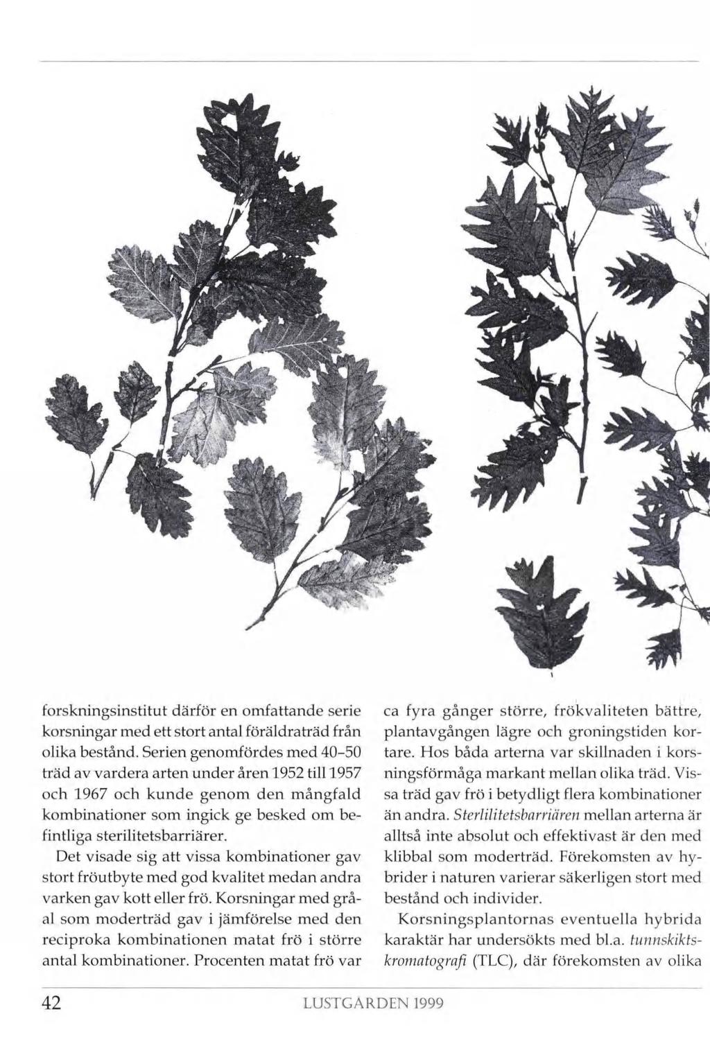 i t s. w - Sr - ft* ft / % «i ft";; k* I / St"*' forskningsinstitut därför en omfattande serie korsningar med ett stort antal föräldraträd från olika bestånd.