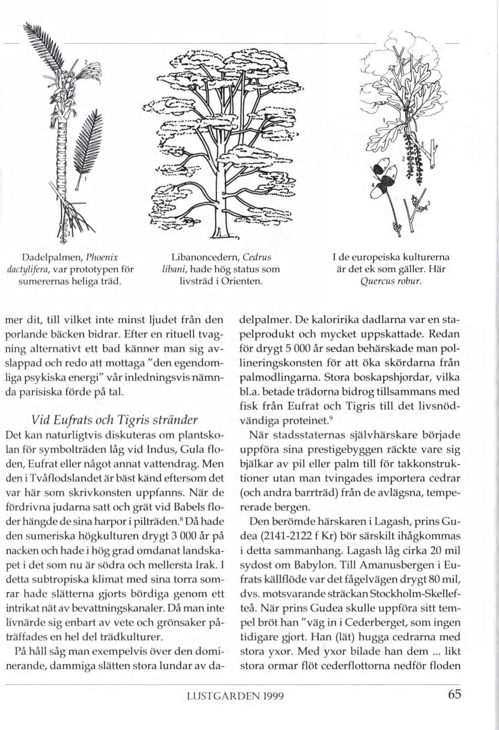 <-5gå g-;- ->í&3h:-p Pi 'Xfissp. é-ä-.c -sssrÿ 41 Dadelpalmen, Phoenix dactylifera, var prototypen för sumerernas heliga träd. Libanoncedem, Cedrus libani, hade hög status som livsträd i Orienten.